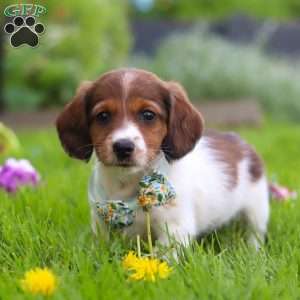 Benji, Dachshund Puppy